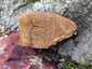 Óriás lakkostapló (Ganoderma resinaceum), Mecsek